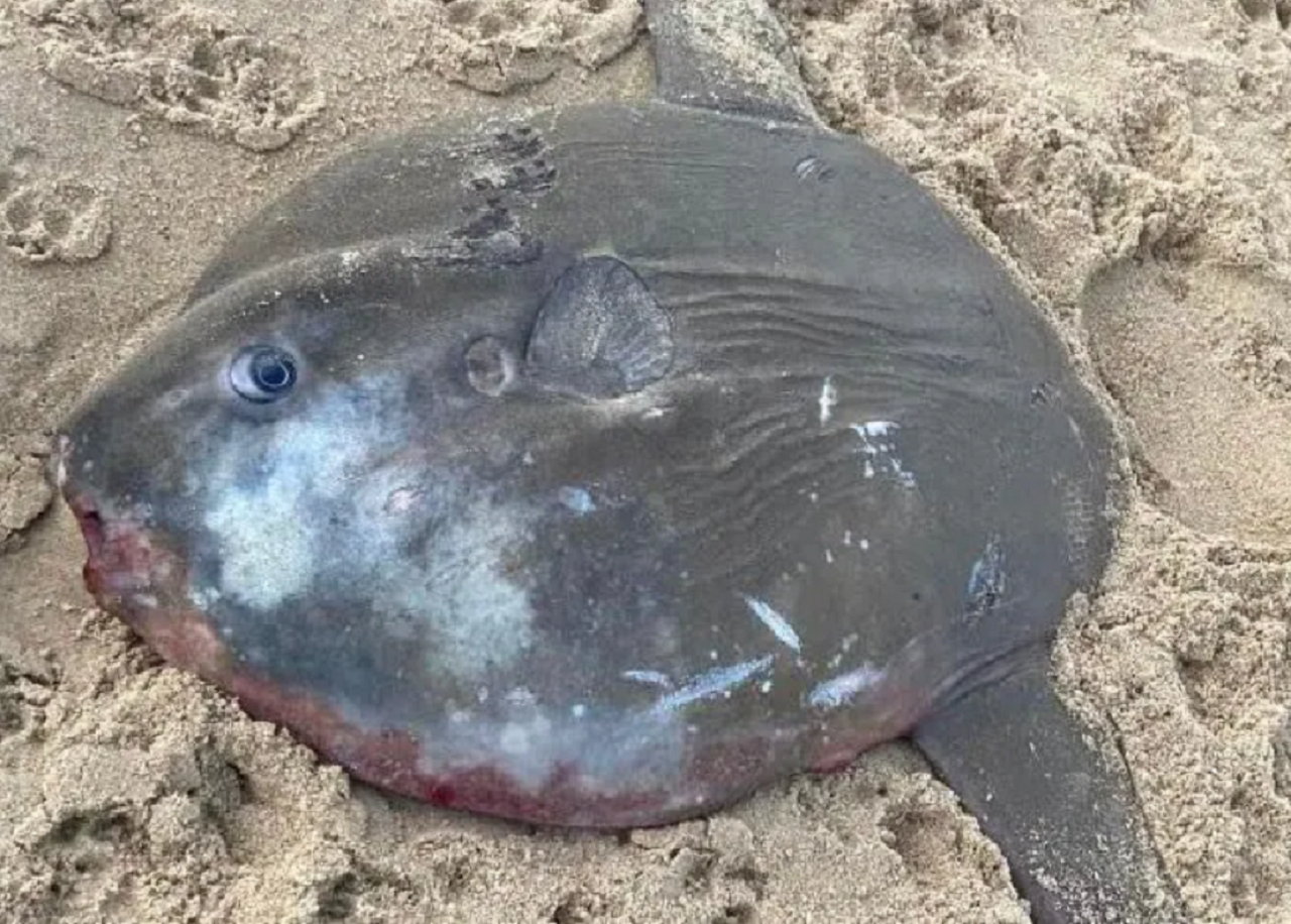 Enormous tropical sunfish washes up on Norfolk beach
