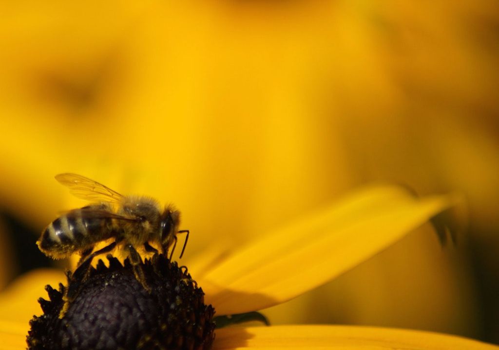 Human activity disrupts bee communication