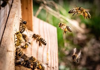 Human activity is changing the way bees communicate