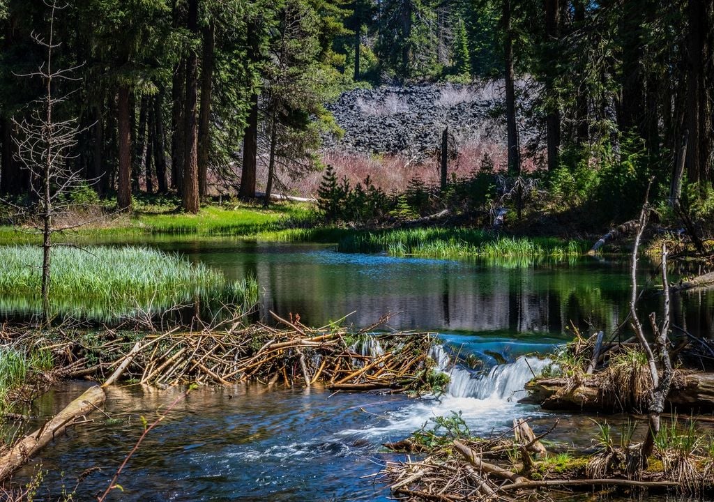 Human Made Beaver Dams Found To Protect Communities From Flooding