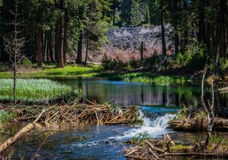 Human-made 'beaver dams' found to protect communities from flooding