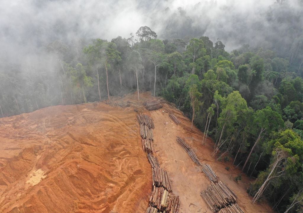 Aerial view of deforestation for logging (c)Richard Carey