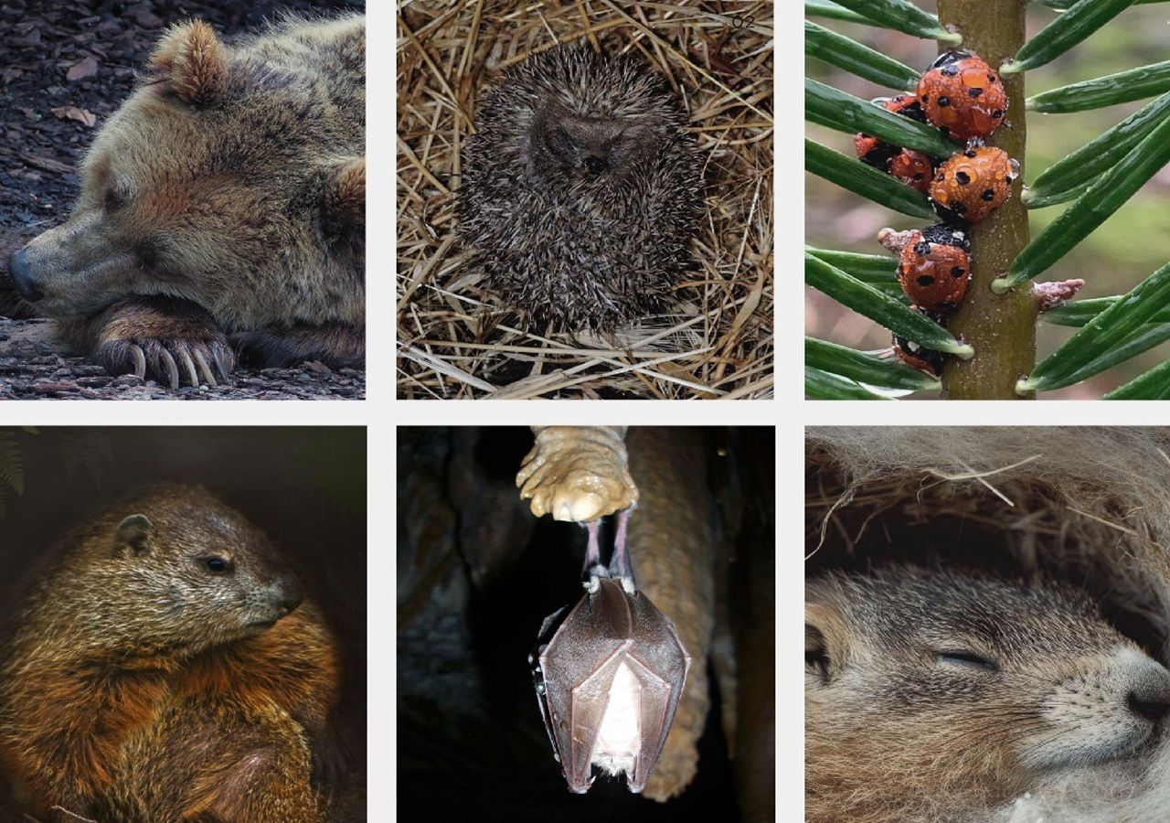 La hibernación es un estado fisiológico complejo que implica una serie de cambios genéticos y metabólicos. Fotos: Canva