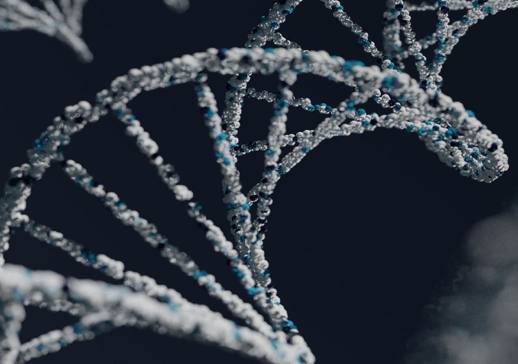 DNA humano DNA humano
