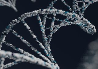 Humanos têm os mesmos genes dos animais que hibernam e isso pode revolucionar tratamento de doenças