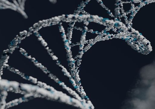 Humanos tienen los mismos genes que los animales que hibernan, lo que podría revolucionar el tratamiento de enfermedades