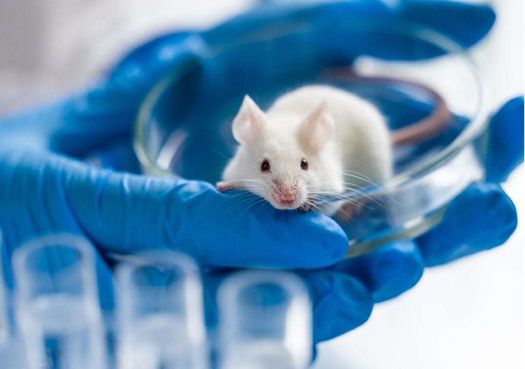 Ratinho de laboratório Ratinho de laboratório