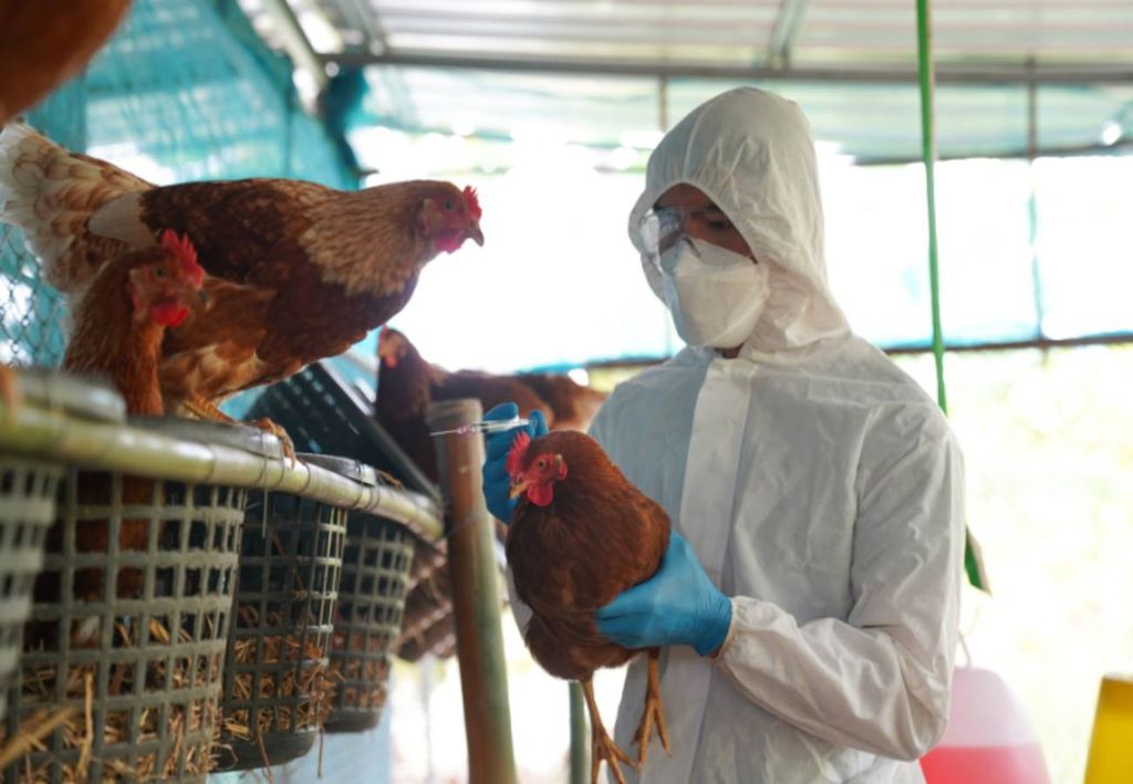 gripe aviar, aves, virus, H5N1