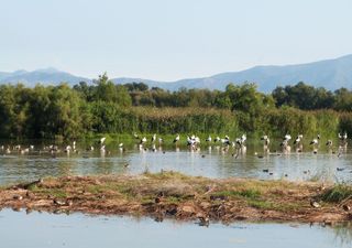 Humedales, santuarios de vida silvestre que debemos conservar