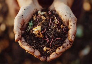 Humus de lombriz: aprende a producir el fertilizante más rico para tus plantas