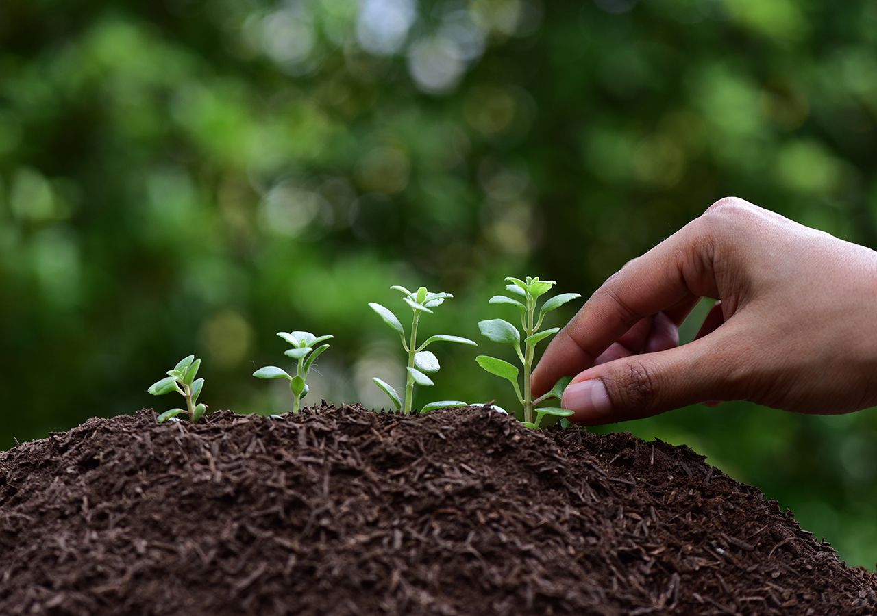 Humusation or human composting: would you turn your body into fertilizer?