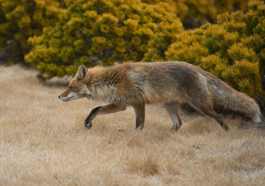 Auch Bewegungsdaten des Rotfuchses (Vulpes vulpes), einer der am weitesten verbreiteten Vertreter der Ordnung Raubtiere (Carnivora), wurden für die Studie gesammelt und ausgewertet. Auch Bewegungsdaten des Rotfuchses (Vulpes vulpes), einer der am weitesten verbreiteten Vertreter der Ordnung Raubtiere (Carnivora), wurden für die Studie gesammelt und ausgewertet.