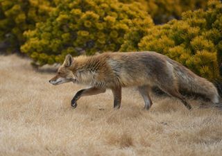 Hunde und Katzen durchstreifen unterschiedlich die Welt: Die einen haben feste Routen, die anderen nicht