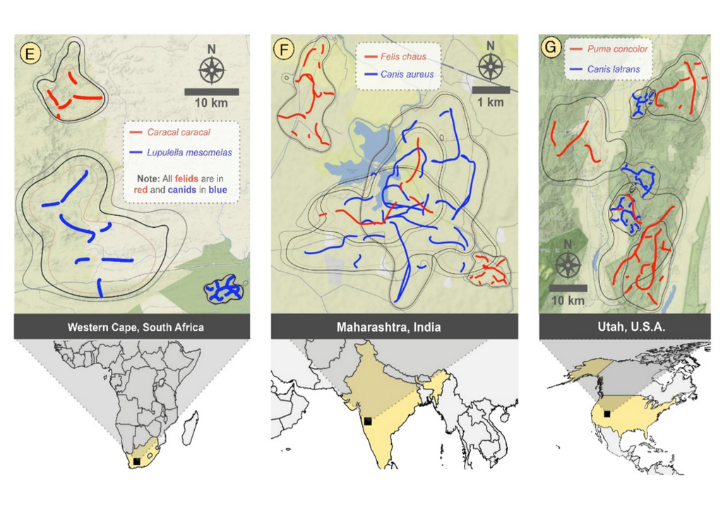 Die Diagramme zeigen die durchschnittlichen Aktionsräume (schwarze Konturen) und die Lage der Wahrscheinlichkeitsgipfel (rote und blaue Kurven) für Individuen aus sechs Arten in Landschaften, in denen die Bewegungen von Caniden und Feliden untersucht wurden. Die Diagramme zeigen die durchschnittlichen Aktionsräume (schwarze Konturen) und die Lage der Wahrscheinlichkeitsgipfel (rote und blaue Kurven) für Individuen aus sechs Arten in Landschaften, in denen die Bewegungen von Caniden und Feliden untersucht wurden.