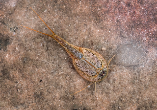 Hundreds of three-eyed 'dinosaur shrimp' emerge in Nevada after deluge