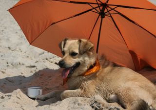 Steht Deutschland die Extremhitze erst noch bevor? Jetzt kommen die Hundstage! Wetterexpertin Kathy Schrey erklärt!