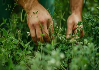 Los cazadores-recolectores comieron más plantas de lo esperado, no solo carne, dicen expertos