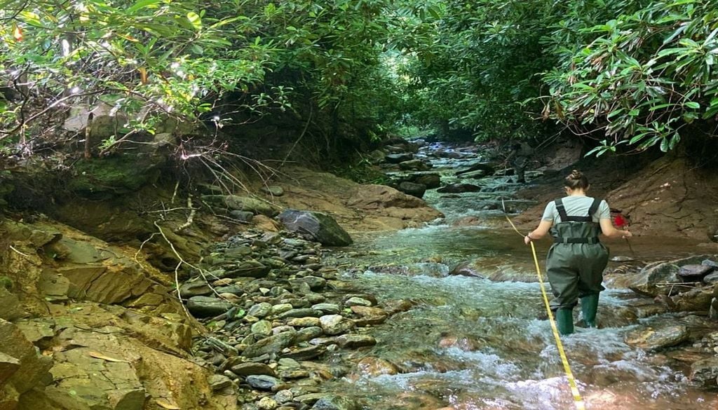 Arroyo Upper Allen en el Área de Conservación de la Cuenca Hidrográfica de Waynesville, Waynesville, Carolina del Norte. Gran parte del arroyo se erosionó hasta la roca madre. Fotografía cortesía de Nathaniel Barrett.