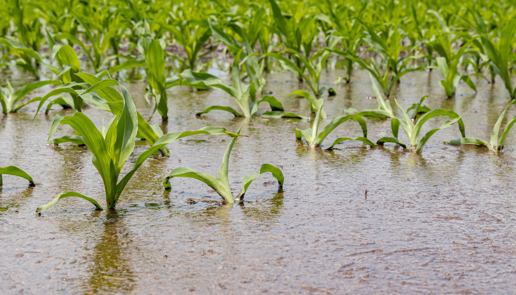 El maíz tolera un poco el exceso de humedad, pero varios días con las raíces bajo el agua pueden limitar su desarrollo y propiciar enfermedades. El maíz tolera un poco el exceso de humedad, pero varios días con las raíces bajo el agua pueden limitar su desarrollo y propiciar enfermedades.