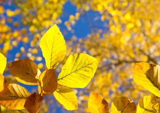 Bringt uns ein Hurrikan den Altweibersommer? Am Donnerstag Unwettergefahr!