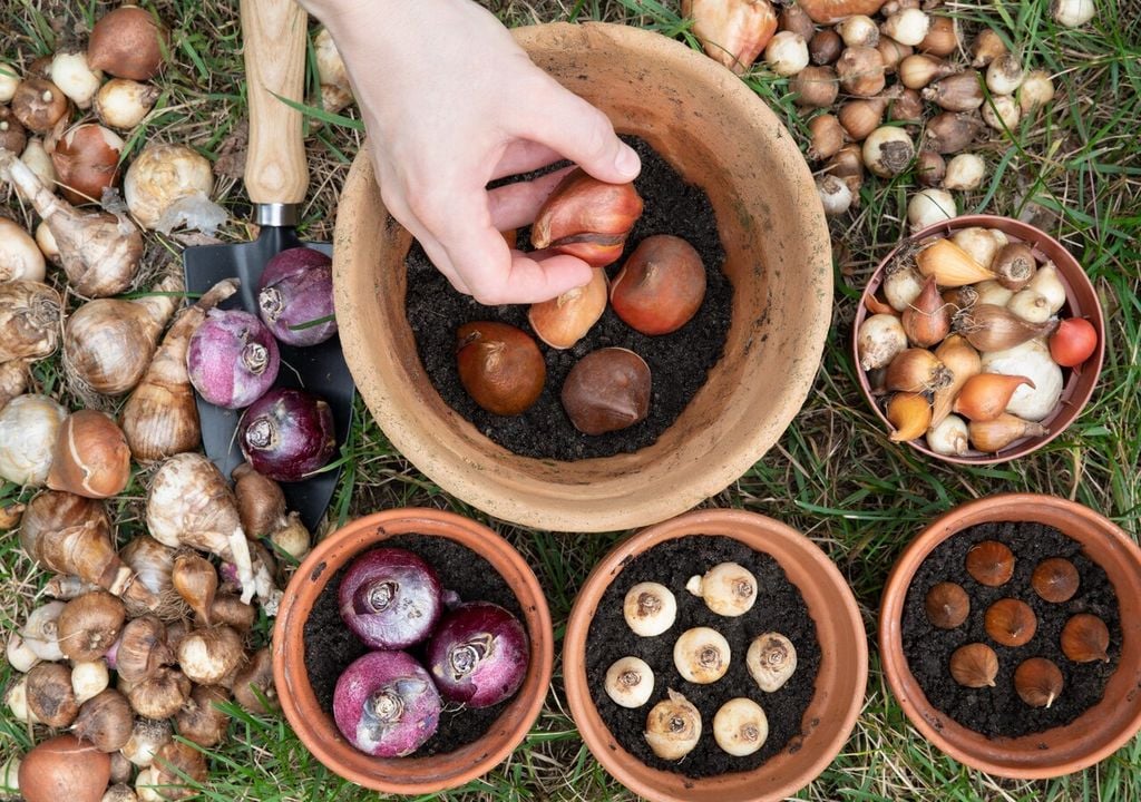 7 bulbi che fioriscono precocemente: scopri quali sono