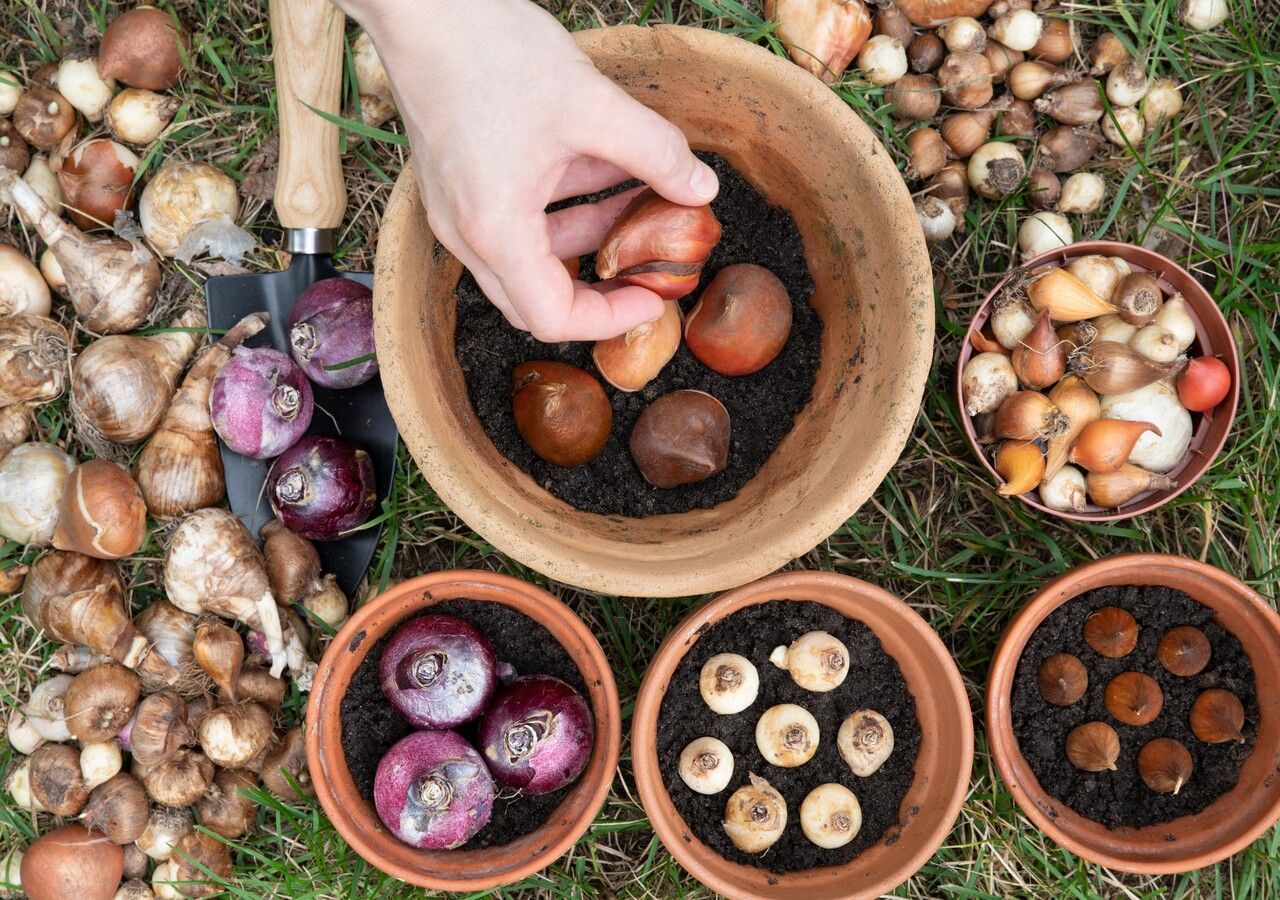 7 bulbi che fioriscono precocemente: scopri quali sono