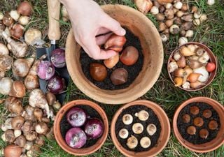 I 7 bulbi da fiore invernali che puoi piantare ora per una fioritura precoce