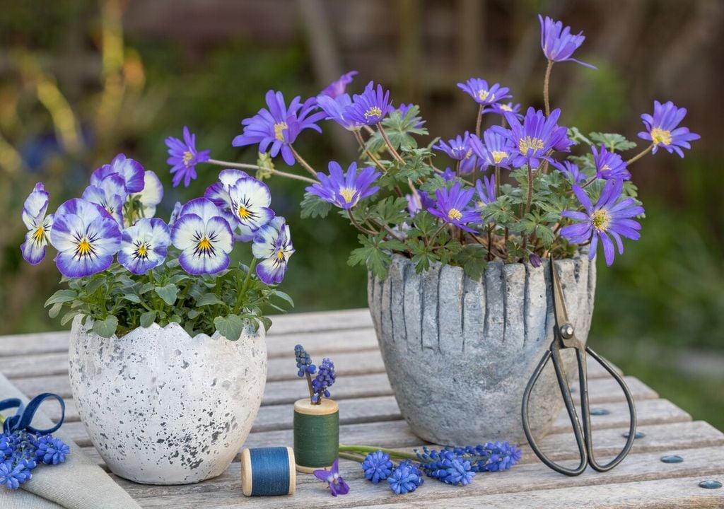 Anemone blanda a destra, viole del pensiero a sinistra