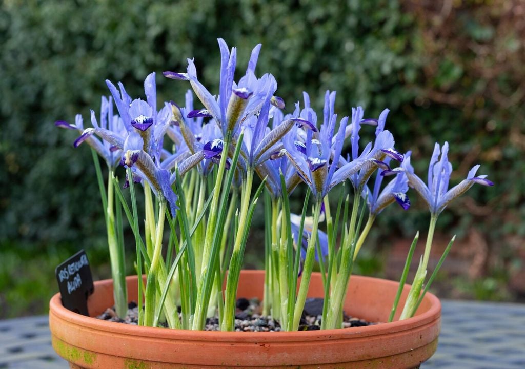 Iris reticulata
