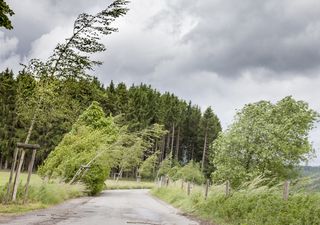 I "downburst": le violente raffiche di vento prodotte dai temporali