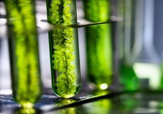 I filtri biomimetici: imitare la natura contro l&rsquo;inquinamento da microplastiche