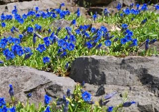 I fiori delle Dolomiti: gioielli colorati che sbocciano sulla roccia