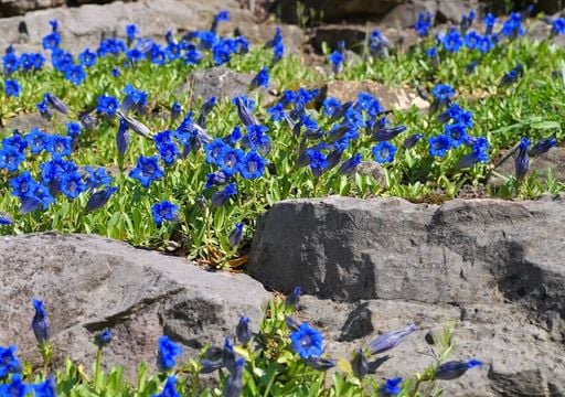 I fiori delle Dolomiti: gioielli colorati che sbocciano sulla roccia