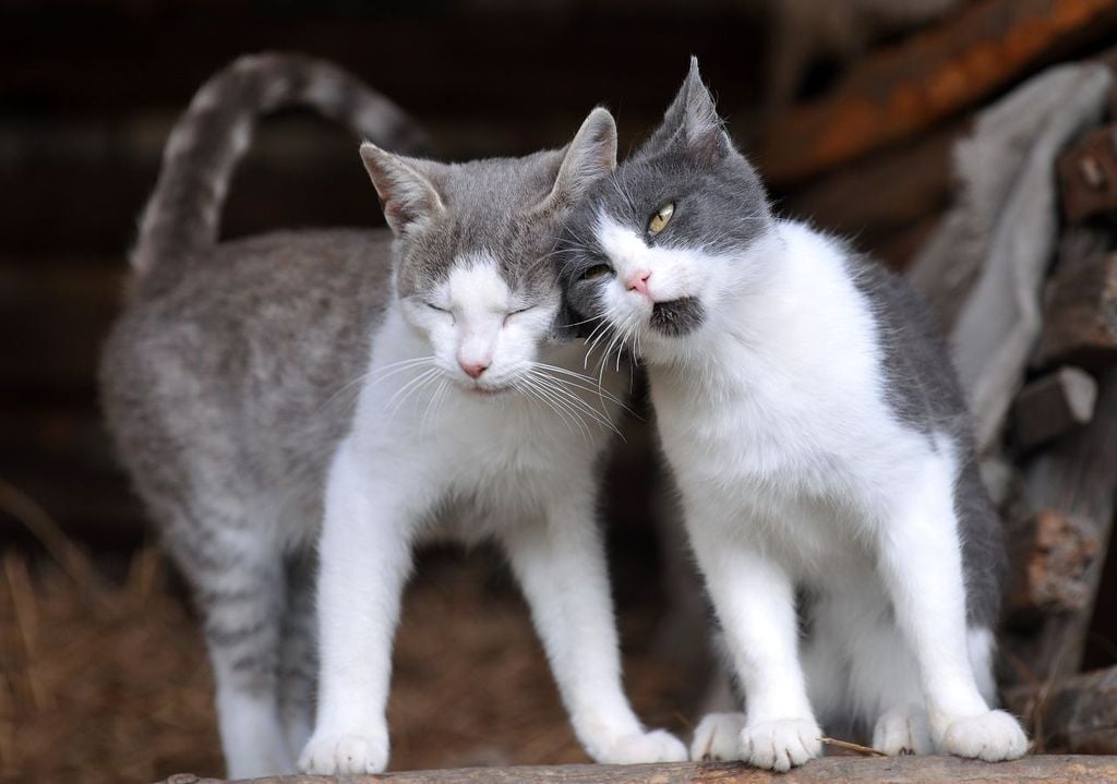 Gatti moderni. Gatti moderni.