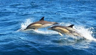I giganti del Mediterraneo: i 3 santuari italiani dove puoi avvistare balene e delfini nel periodo migliore