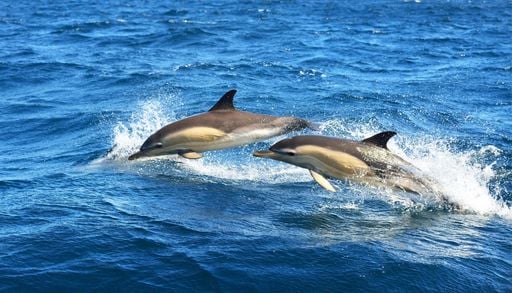 I giganti del Mediterraneo: i 3 santuari italiani dove puoi avvistare balene e delfini nel periodo migliore