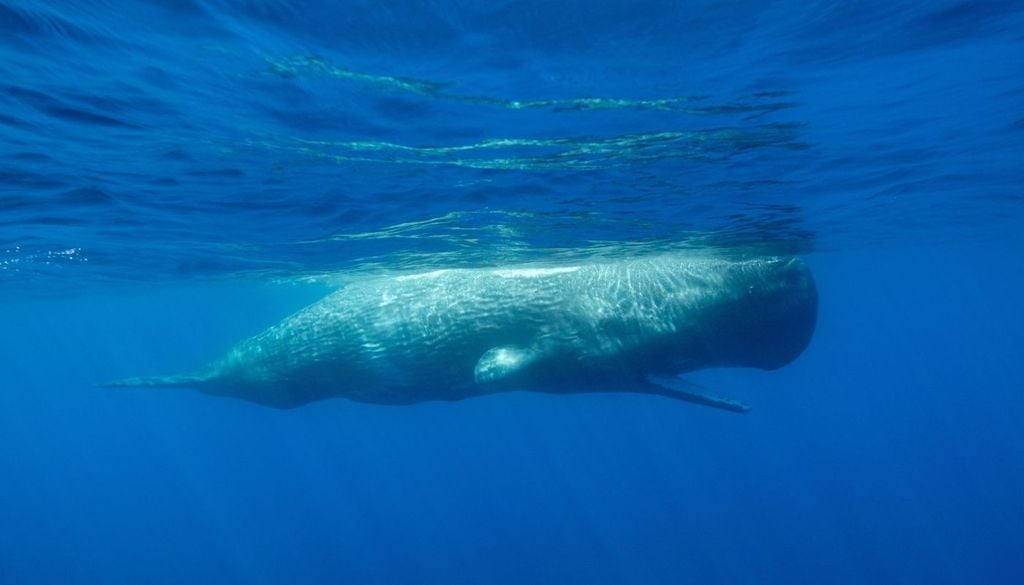 santuari cetacei Mediterraneo Un capodoglio che nuota a pelo d'acqua