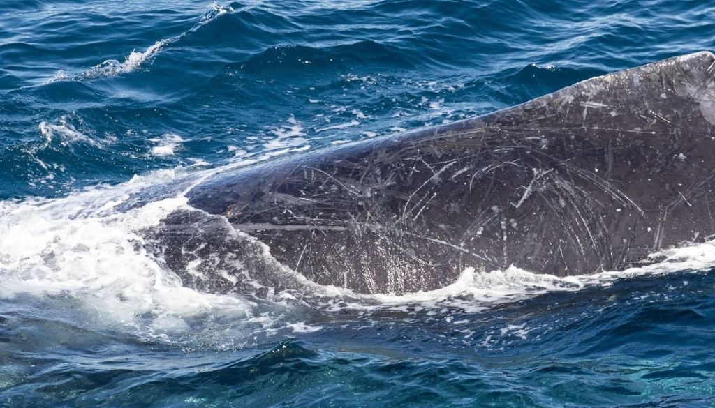 Balena. Nel Mediterraneo ci sono tante aree considerate veri e propri santuari dei cetacei.