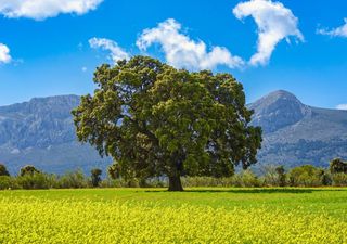 I lecci italiani rischiano di sparire a causa di siccità e cambiamenti climatici, i dettagli dello studio