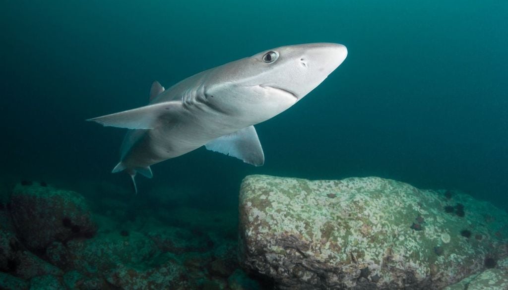 Squali, Mediterraneo. Specie come lo squalo bianco, lo squalo mako o la verdesca seguono le migrazioni alterate delle prede (tonni, cefalopodi, altri pesci pelagici) verso acque più settentrionali o costiere.