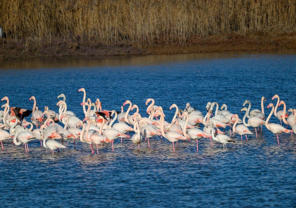 Fenicotteri rosa.