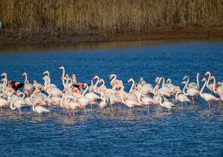 I migliori luoghi in Europa per il birdwatching, un viaggio nella natura ancora 