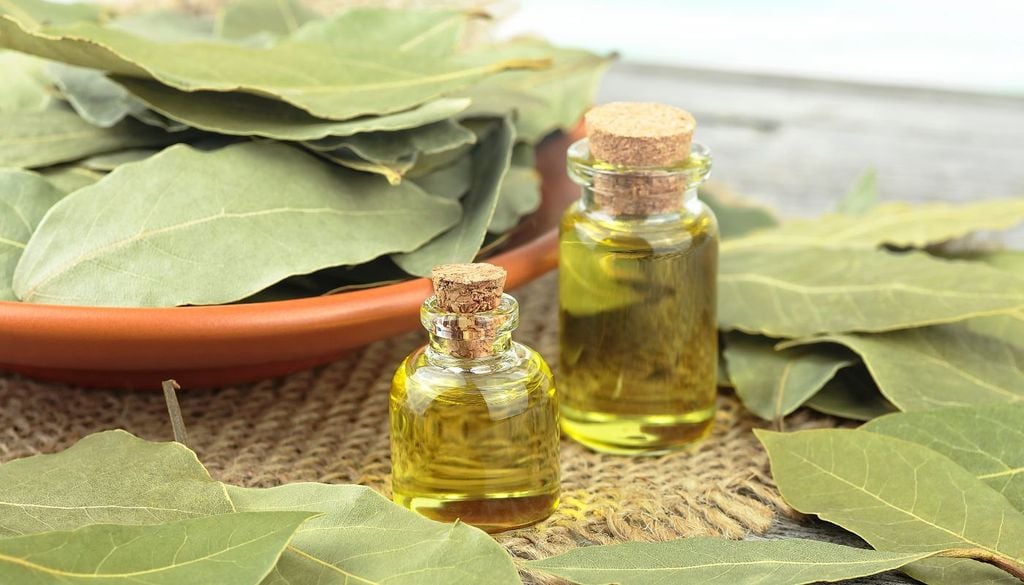 Il tipico aroma dell'alloro deriva dagli olii essenziali che sono contenuti nelle sue foglie