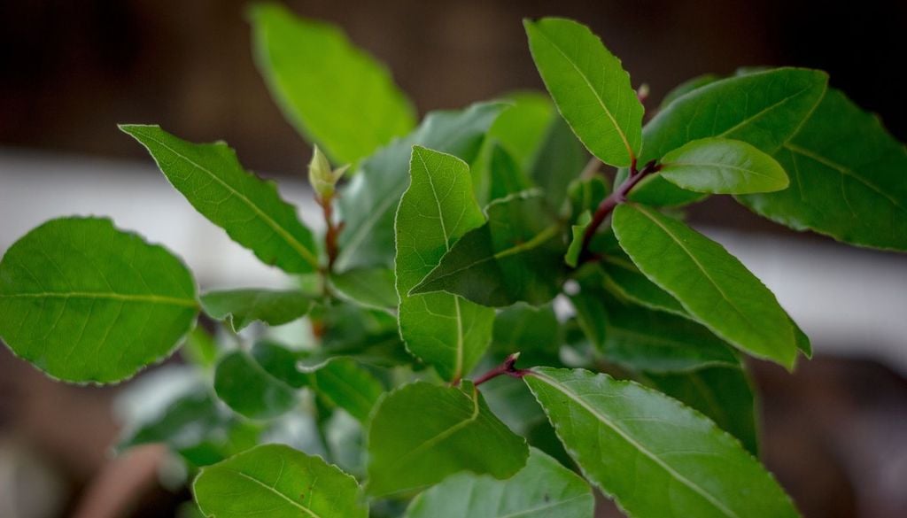 Una pianta di alloro, "sacra" e facile da coltivare anche sul balcone di casa