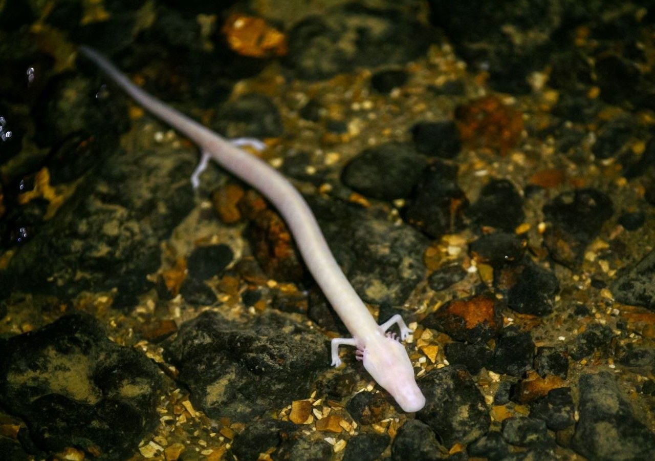 Il Proteus, l’unico vertebrato cavernicolo in Europa, considerato da alcuni studiosi un autentico fossile vivente.