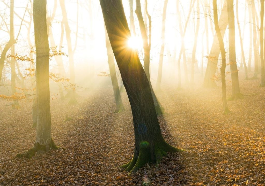 foresta di Hoia Baciu