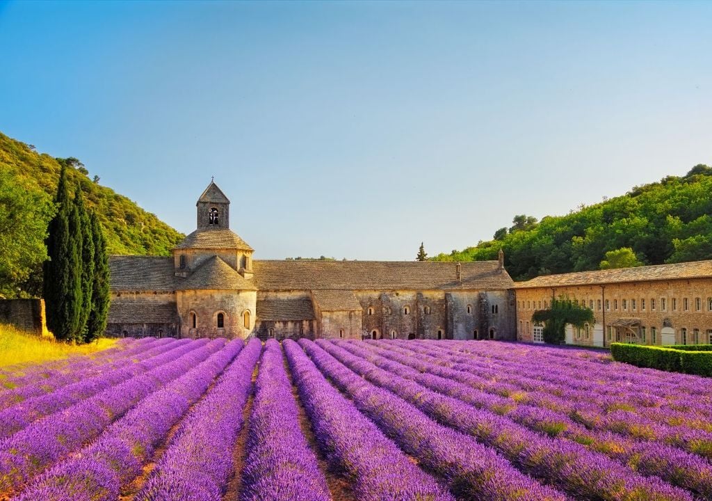 La lavanda in fiore all'Abbazia di Senanque