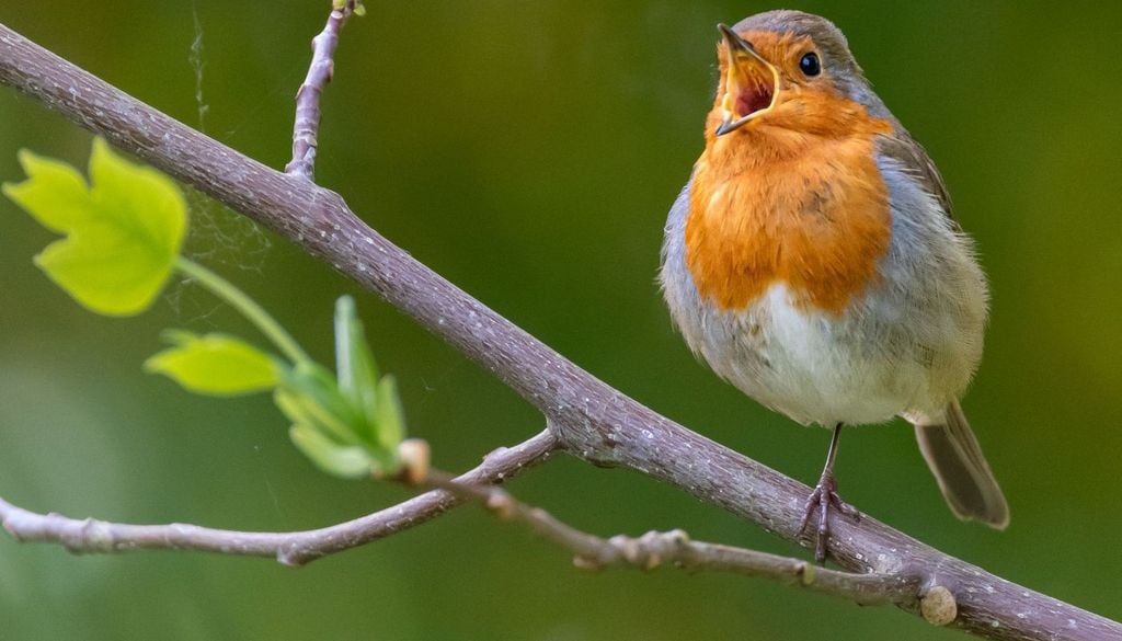 Pettirosso. Esemplare adulto di pettirosso durante il suo tradizionale canto che accompagna le lunghe giornate autunnali.