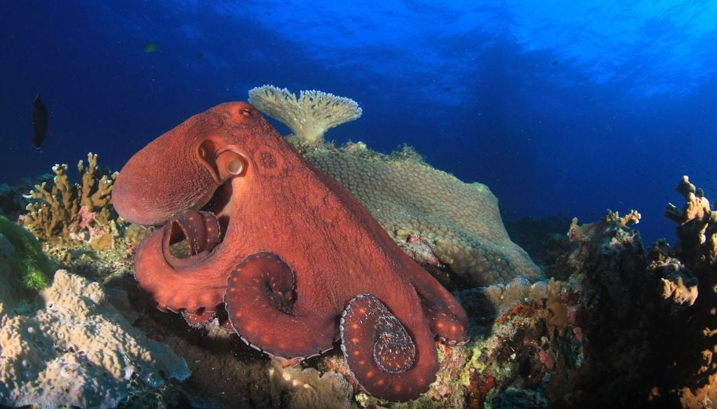 Un polpo di grandi dimensioni sulla barriera corallina