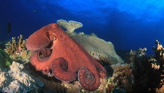 I polpi giganti del Cretaceo: i temibili predatori che minacciavano anche i vertebrati